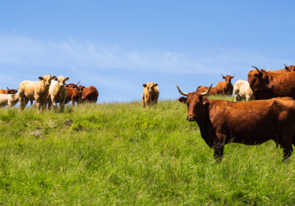 De l’éleveur au consommateur : quels enjeux pour les filières de la viande en France ?